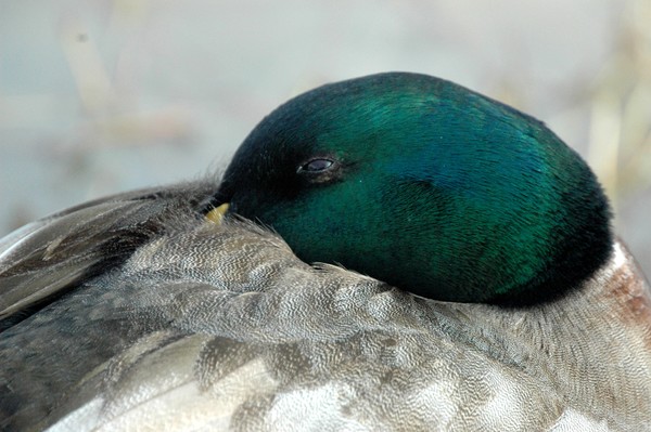Mallard Face