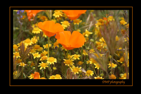 Desert Blooms