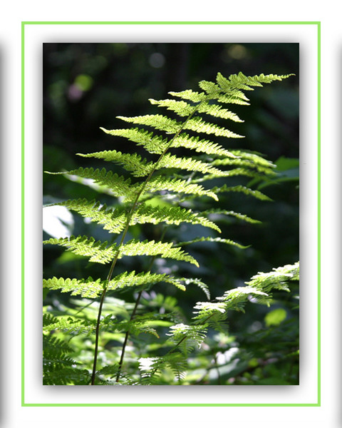 Forest Floor