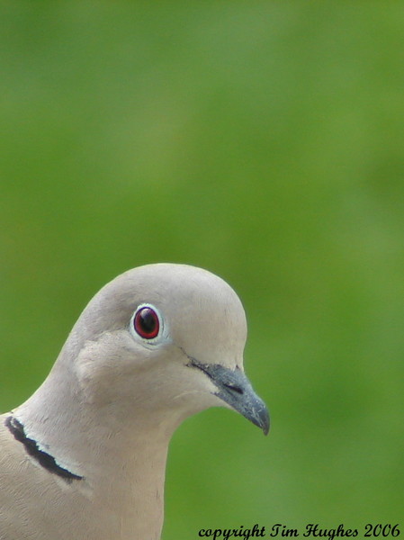 'Portrait of a Dove'