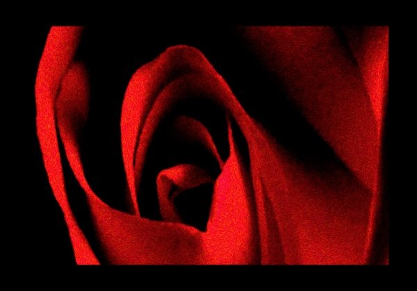 Heart of Rose