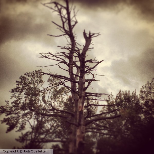 Somber alone 