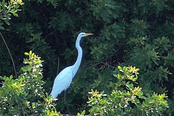 GREAT EGRET