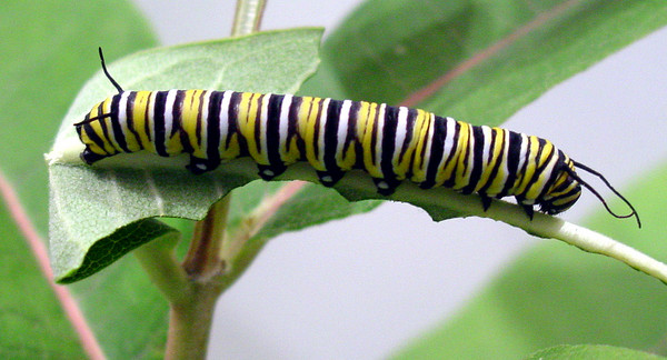 Monarch Catepillar