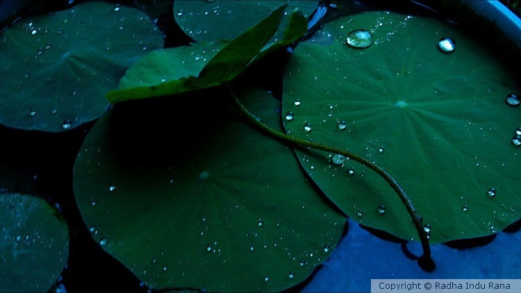 Private pond 2