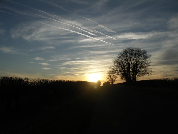 setting sun landscape tree