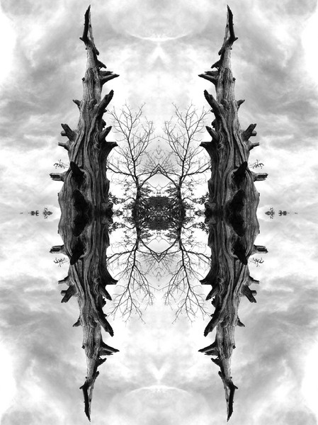 crazedbranches35