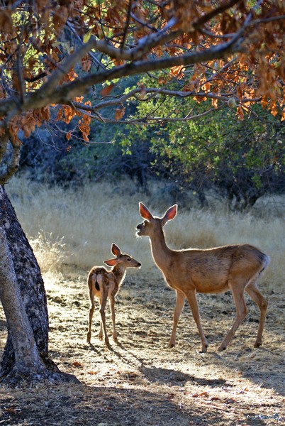 Fawn and Doe - Autumn Afternoon