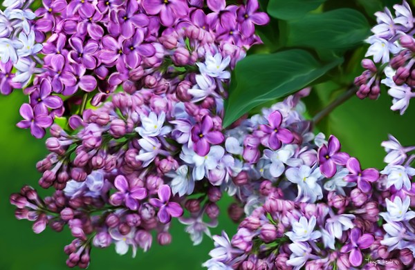 Lilac Beauties