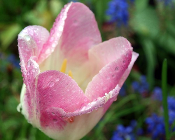 Wet Tulip