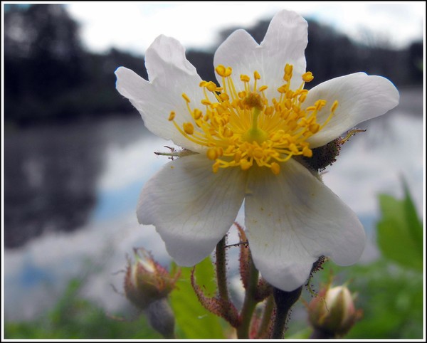Yellow and White
