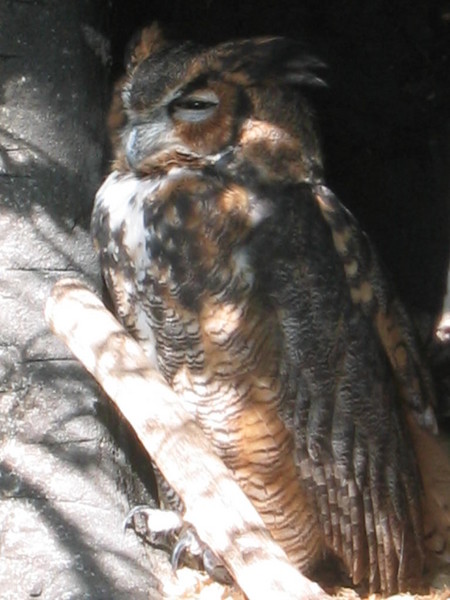 My Owl