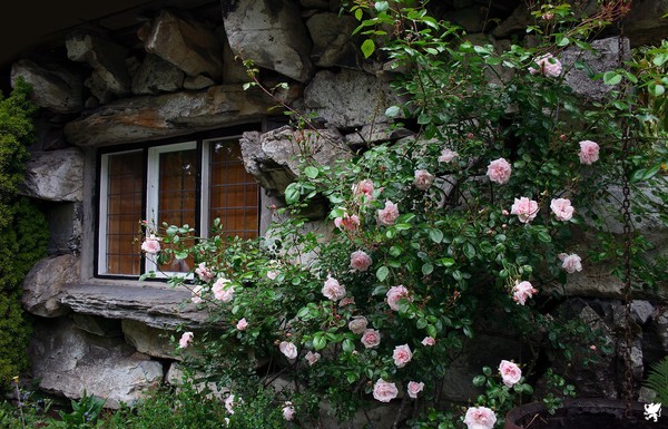ROSES AGAINST THE WINDOW