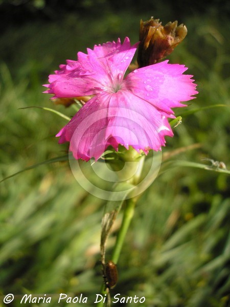Pink point