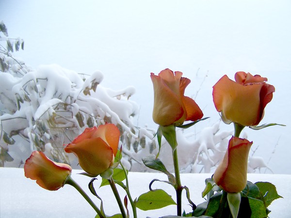 Roses and Snow