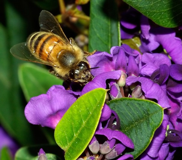 Bee