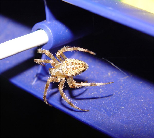 Garden Spider
