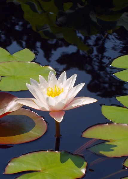 Flower7