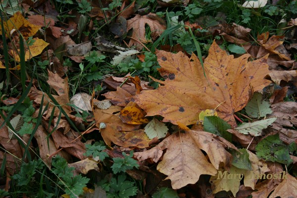 The Forest Floor