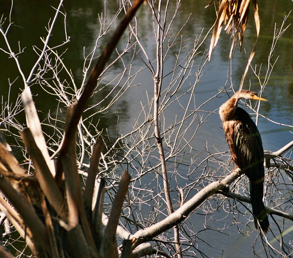 Anhinga in a Palm Tree
