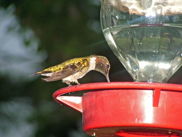 young male ruby throated