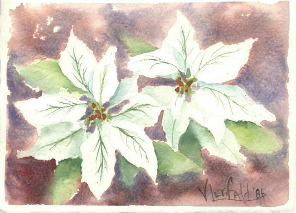 White Pointsetias