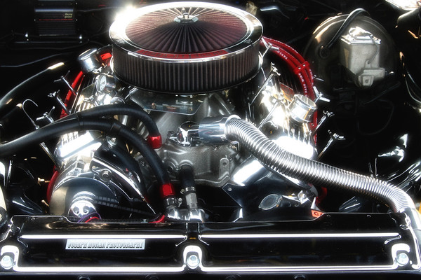 Muscle