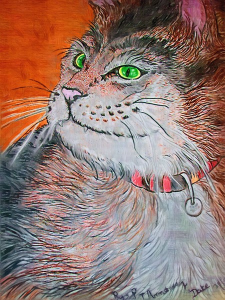 My Cat