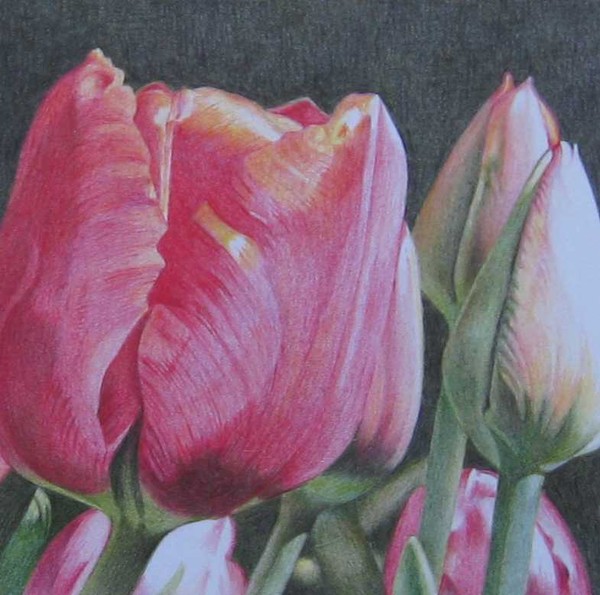 Tulip2/red