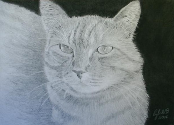 Cat 9