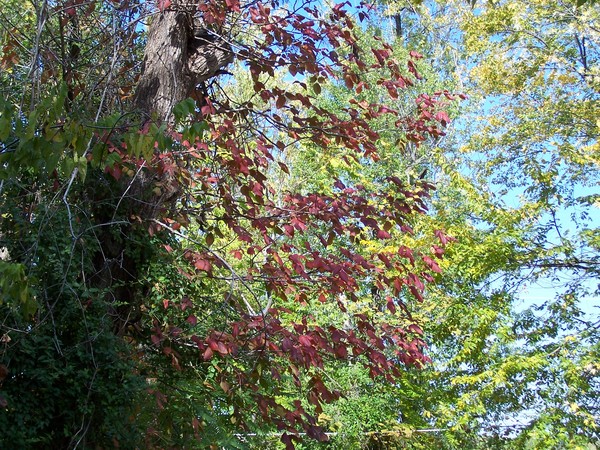 Different Colors Of Fall