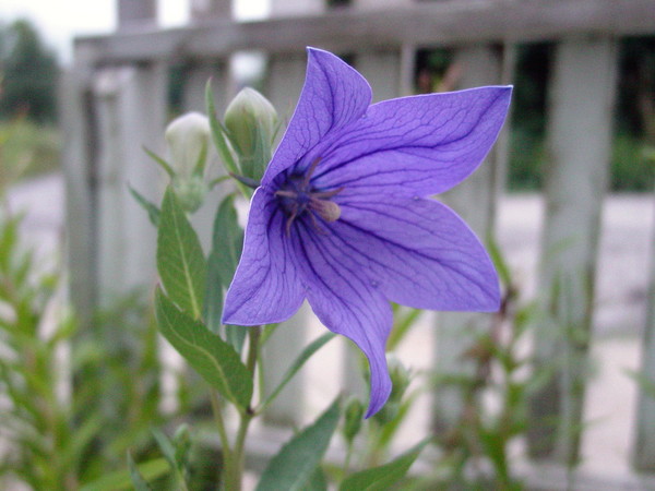 Balloon Flower