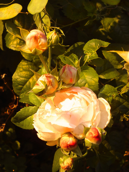 First Summer Rose