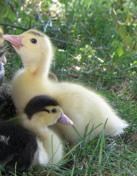 Baby Muscovy Ducks