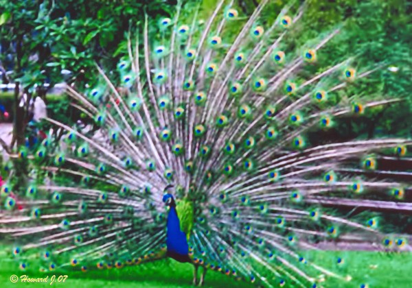 Spread Your Wings