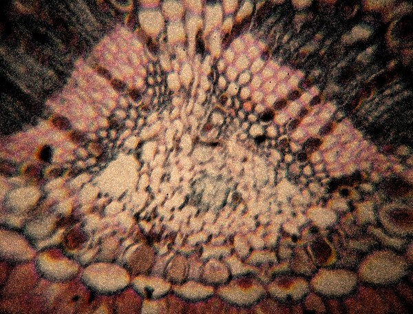 The Intricacies of Nature