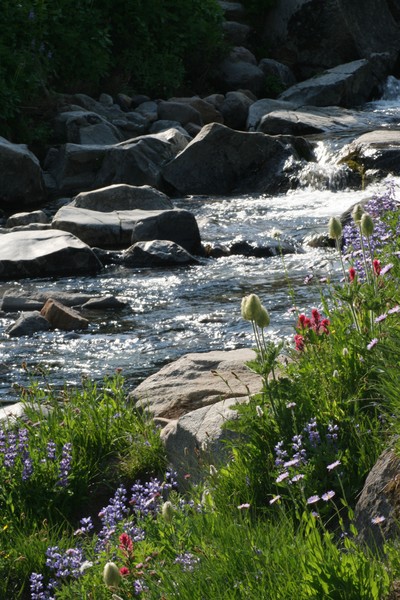 Wild Flowers near Stream