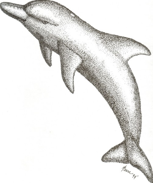 Dolphin