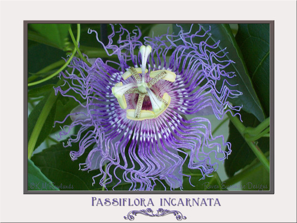 Passion Flower