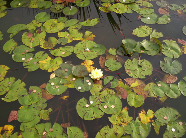 Lily Pads