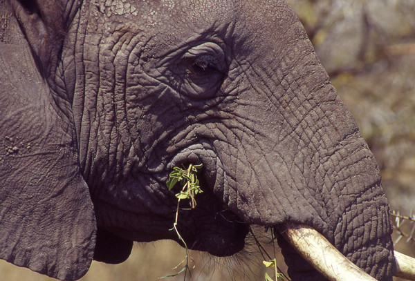 Elephant head