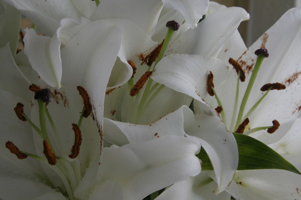 White Lilly