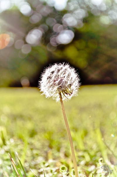 Make a Wish