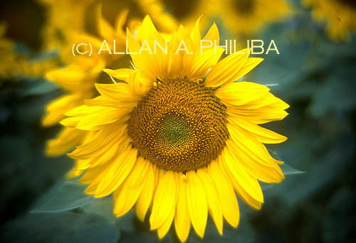 Sunflower 1