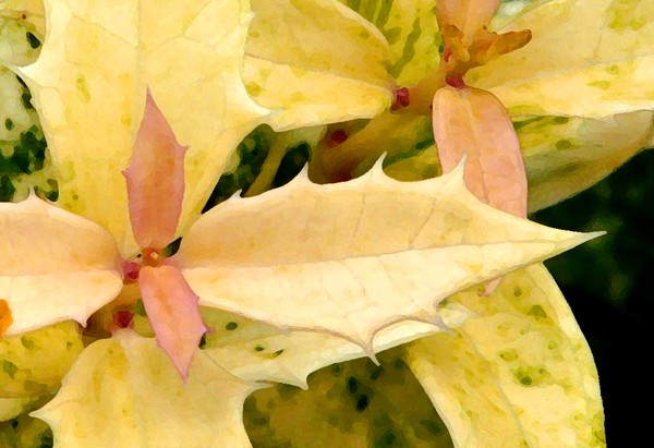 False Holly