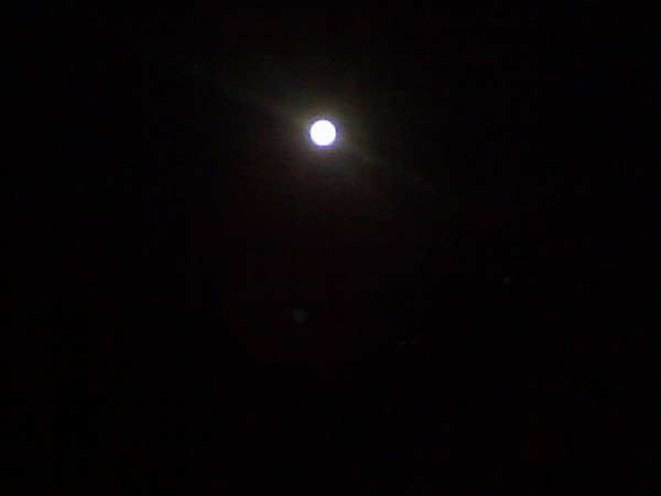 Full Moon Rose