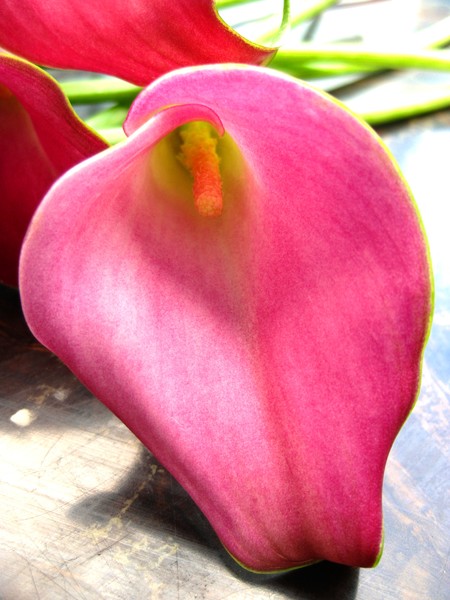 Pink Calla