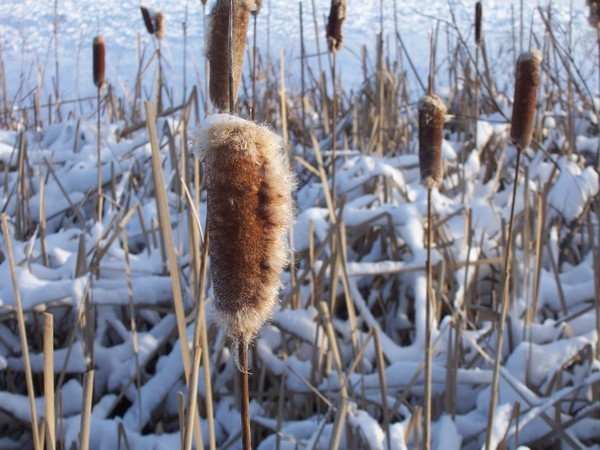 Winter's Cattails