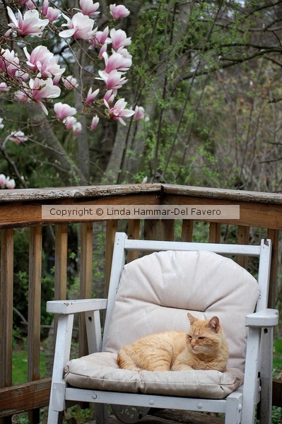 My Cat in His Chair Magnolia Time Photo