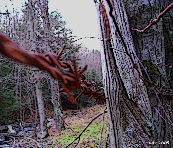 barbed wire